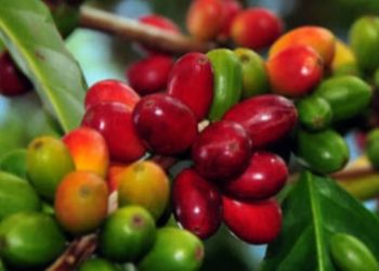 Global Coffee Prices Continue to Decline as Brazil’s
