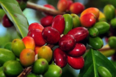 Global Coffee Prices Continue to Decline as Brazil’s