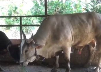 Sapi Peternak Jambi Terpilih Jadi Hewan Kurban Presiden Prabowo