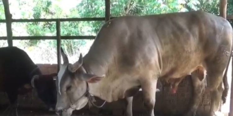Sapi Peternak Jambi Terpilih Jadi Hewan Kurban Presiden Prabowo