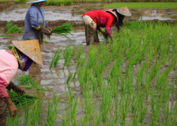 Kementan dan Pemda Perkuat Antisipasi Kemarau, Pertanaman Padi Gunungkidul Dipastikan Aman