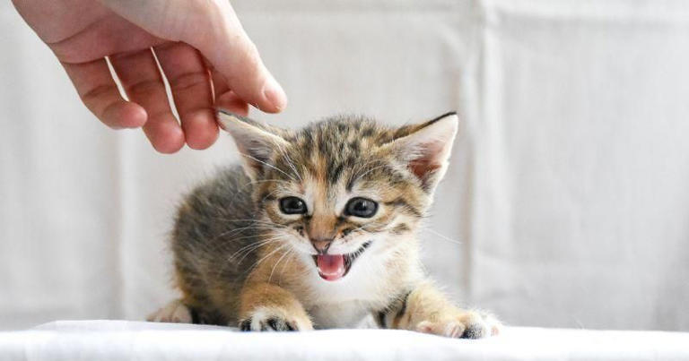 Kucing Sering Mendekati Manusia