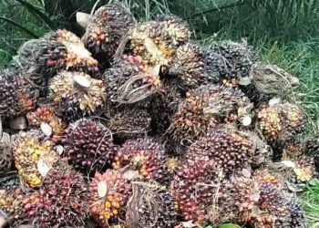 Harga TBS Sawit di Jambi Berangsur Pulih, Tembus Rp2.785 per Kg