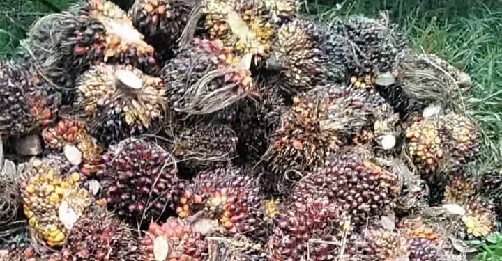 Harga TBS Sawit di Jambi Berangsur Pulih, Tembus Rp2.785 per Kg