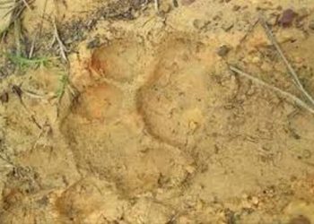 Warga Resah Harimau Teror Petani di Kerinci,