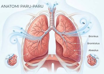 Cara Sederhana Mengetahui Paru-Paru Masih Sehat