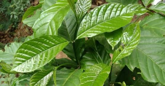 Daun Kopi untuk Kesehatan