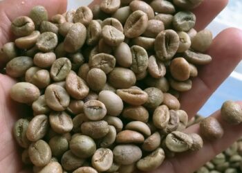 5 Negara Penghasil Kopi Terbesar di Dunia