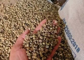 Harga Kopi Dunia Tertekan