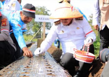 Wako Alfin Ikut Sukseskan Penanaman Bawang Putih