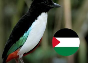 Burung Endemik di Maluku Utara