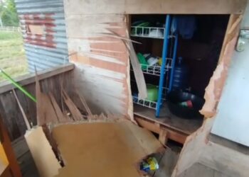 Warga Resah, Beruang Muncul dan Rusak Pondok