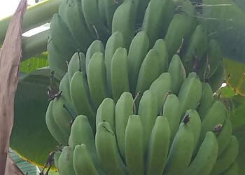 Tips Buah Pisang Cepat Matang