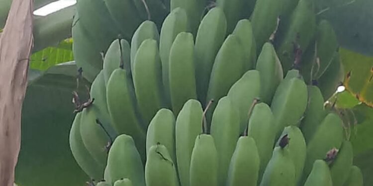 Tips Buah Pisang Cepat Matang