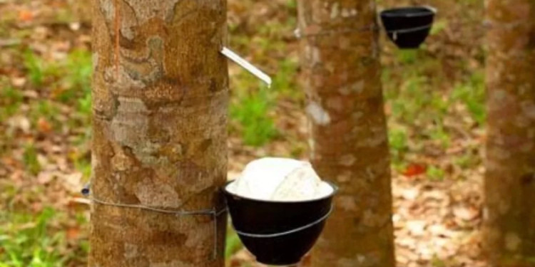Karet Jambi Tembus Jepang, Amerika hingga Tiongkok