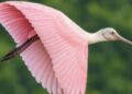 Roseate Spoonbill, Burung Unik dengan warna Merah Muda