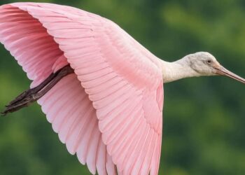 Roseate Spoonbill, Burung Unik dengan warna Merah Muda
