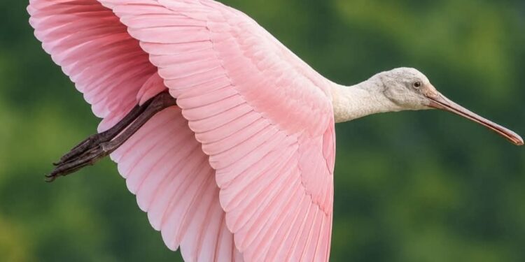 Roseate Spoonbill, Burung Unik dengan warna Merah Muda