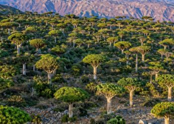 Hutan Socotra di Yaman, Rumah Pohon