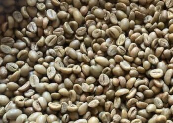 Harga Kopi Arabika Global Tertekan