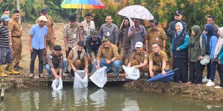 Wawako Azhar Hadiri Penaburan Benih Ikan Nila Hitam