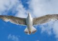Burung Bisa Melayang Tanpa Terus Mengepakkan Sayap