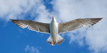 Burung Bisa Melayang Tanpa Terus Mengepakkan Sayap
