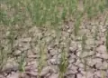 Kapankah Musim Kemarau Berakhir di Jambi