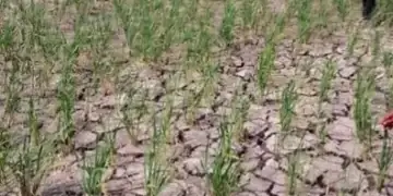 Kapankah Musim Kemarau Berakhir di Jambi