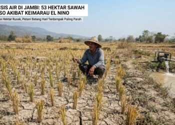Ratusan Hektare Padi Kerinci dan Sungai Penuh Ikut Terdampak