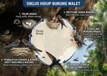 Memahami Siklus Hidup Burung Walet