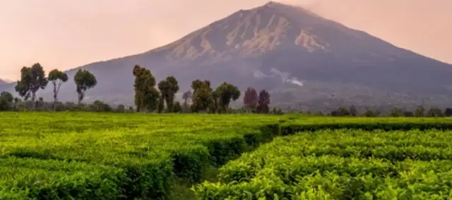 PAD dari PTPN IV Kayu Aro Minim, Muncul Usulan Pengelolaan Kebun Teh Bersama Pemda