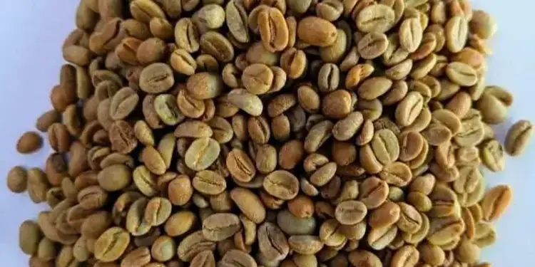 Harga Kopi Diawal Oktober 2026