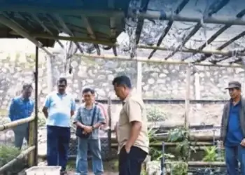 Prospek Tanaman Makin Menjanjikan