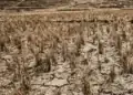 Ratusan Hektare Sawah di Muaro Jambi Gagal Panen