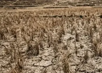 Ratusan Hektare Sawah di Muaro Jambi Gagal Panen