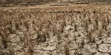 Ratusan Hektare Sawah di Muaro Jambi Gagal Panen
