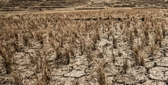 Ratusan Hektare Sawah di Muaro Jambi Gagal Panen