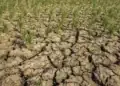 194 Hektare Sawah Di Batang Hari Gagal Panen