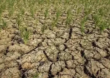194 Hektare Sawah Di Batang Hari Gagal Panen