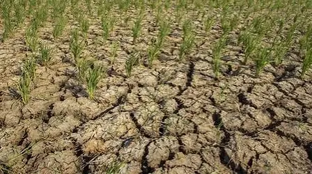 194 Hektare Sawah Di Batang Hari Gagal Panen